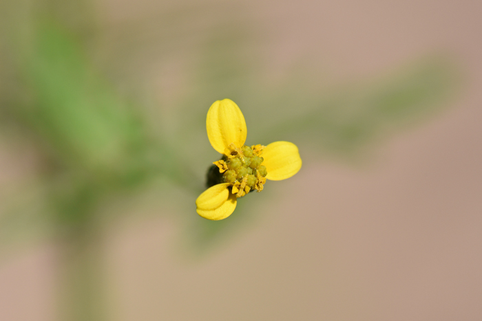 Fewflower Beggarticks has small yellow flowers usually without ray florets or they may have 2 or even 3 as in the photo. This species blooms from August to October in Arizona, New Mexico and Texas. Bidens leptocephala